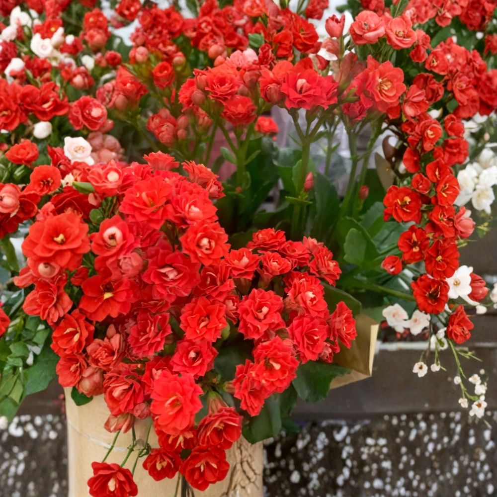 Red Kerinci Rose Kalanchoe – Kalanchoe blossfeldiana Live Plant | Rooted in 4.75 Inch Pot | Easy-Care Flowering Succulent | Indoor & Outdoor