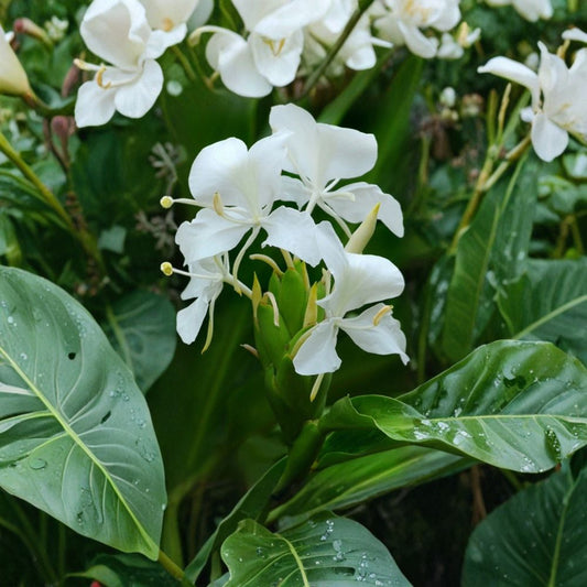 White Butterfly Ginger Lily Live Plant – Hedychium coronarium | Fully Rooted | Fragrant White Flowers | Potted Tropical Perennial | Easy to Grow