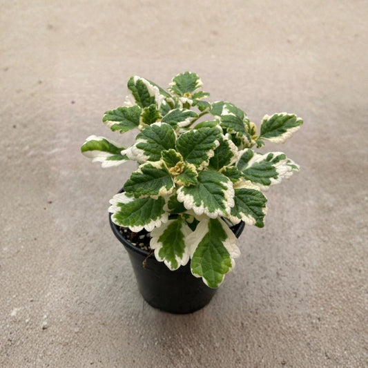 Swedish Ivy Variegated Whorle – Plectranthus coleoides Live Plant | 4 Inch Pot | Creeping Houseplant | Colorful Foliage | Easy to Grow