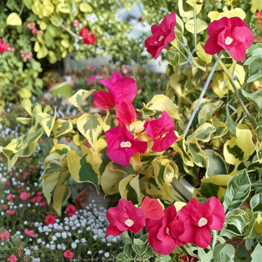 Raspberry Ice Bougainvillea – Set of 3 Live Plants | 5–9 Inches Tall | Variegated Foliage | Pink Flowering Bracts | Rooted Starters | No Pot | Tropical Vine