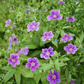 Clos du Coudray Geranium Seeds – 25+ Premium Flower Seeds | Hardy Garden Blooms | Patio & Container Friendly | Easy to Grow