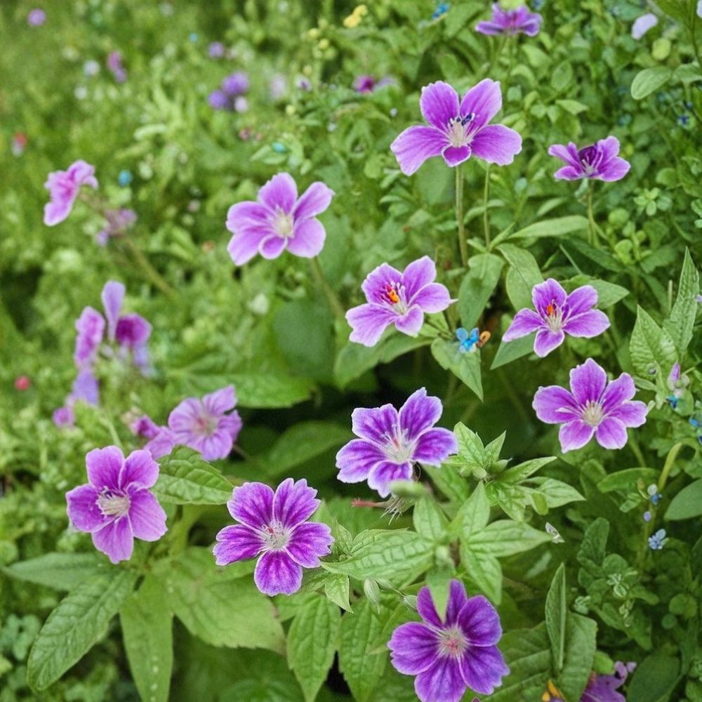 Clos du Coudray Geranium Seeds – 25+ Premium Flower Seeds | Hardy Garden Blooms | Patio & Container Friendly | Easy to Grow