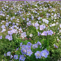 Mrs. Kendal Clark Geranium Seeds – 25+ Premium Hardy Geranium Flower Seeds | Cottage Garden Blooms