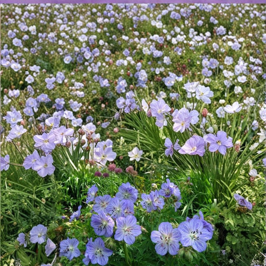 Mrs. Kendal Clark Geranium Seeds – 25+ Premium Hardy Geranium Flower Seeds | Cottage Garden Blooms