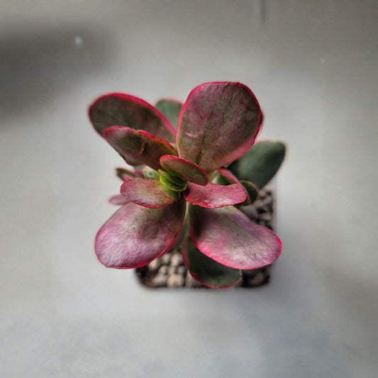 Crassula Platyphylla Variegata ‘Pink Jade’ Live Plant | Rooted Variegated Succulent | 3 Inch Pot | Rare Jade Plant