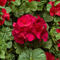 Pinto Premium Coral Geranium Seeds – 100 Pelargonium Seeds | Pastel Coral Garden Flowers