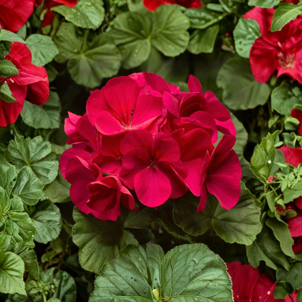 Pinto Premium Coral Geranium Seeds – 100 Pelargonium Seeds | Pastel Coral Garden Flowers