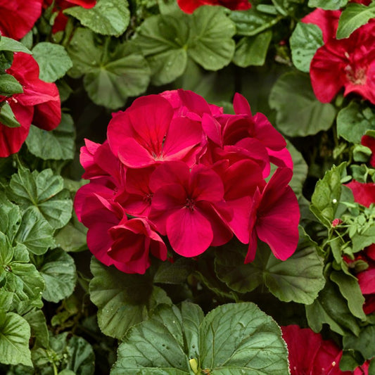 Pinto Premium Coral Geranium Seeds – 100 Pelargonium Seeds | Pastel Coral Garden Flowers