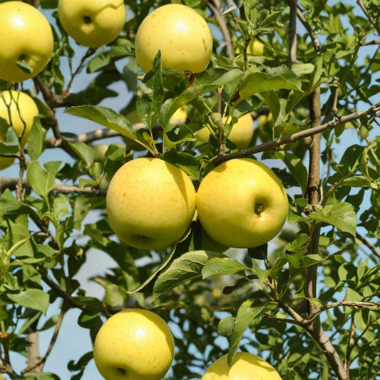 Golden Delicious Apple Tree – Malus domestica ‘Golden Delicious’ Bare Root | 32 Inches Tall+ | Sweet Yellow Apple Tree Starter | Patio & Backyard Friendly