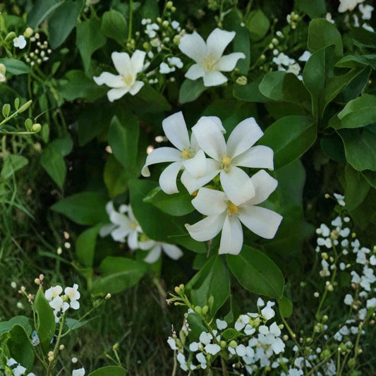 Orange Jasmine Seeds – Murraya paniculata Tall Variety 10 Pack | Mock Orange Satinwood | Fragrant White Flower Shrub Tree