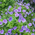 Gravetye Geranium Seeds – Pelargonium Flower Seeds | 25+ Seeds Included | Vibrant Garden Blooms | Patio & Container Friendly | Easy to Grow