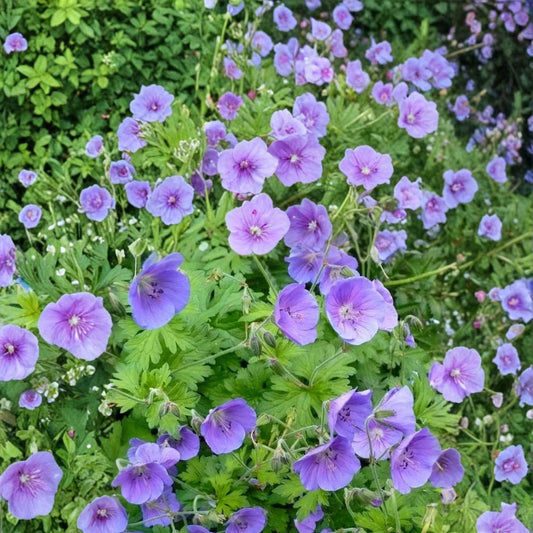 Gravetye Geranium Seeds – Pelargonium Flower Seeds | 25+ Seeds Included | Vibrant Garden Blooms | Patio & Container Friendly | Easy to Grow