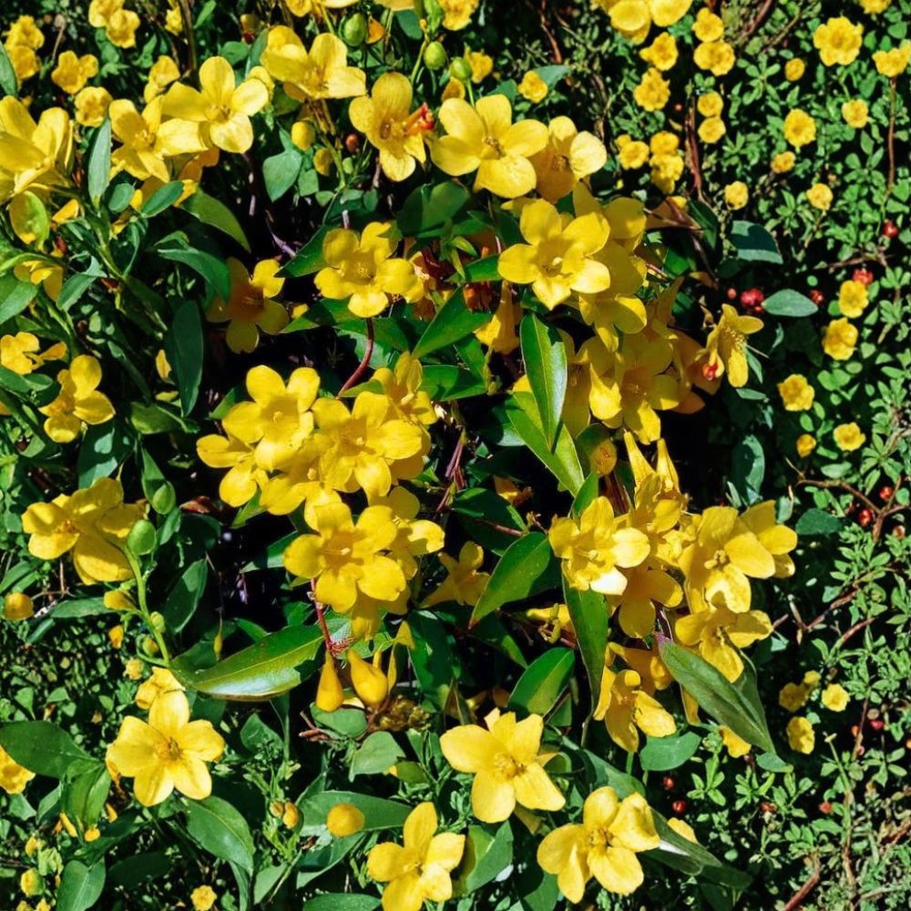 Carolina Jasmine 35 Seeds – Gelsemium sempervirens Yellow Jessamine | Fragrant Climbing Vine Seeds | Fast Growing Privacy Screen | Bulk Pack