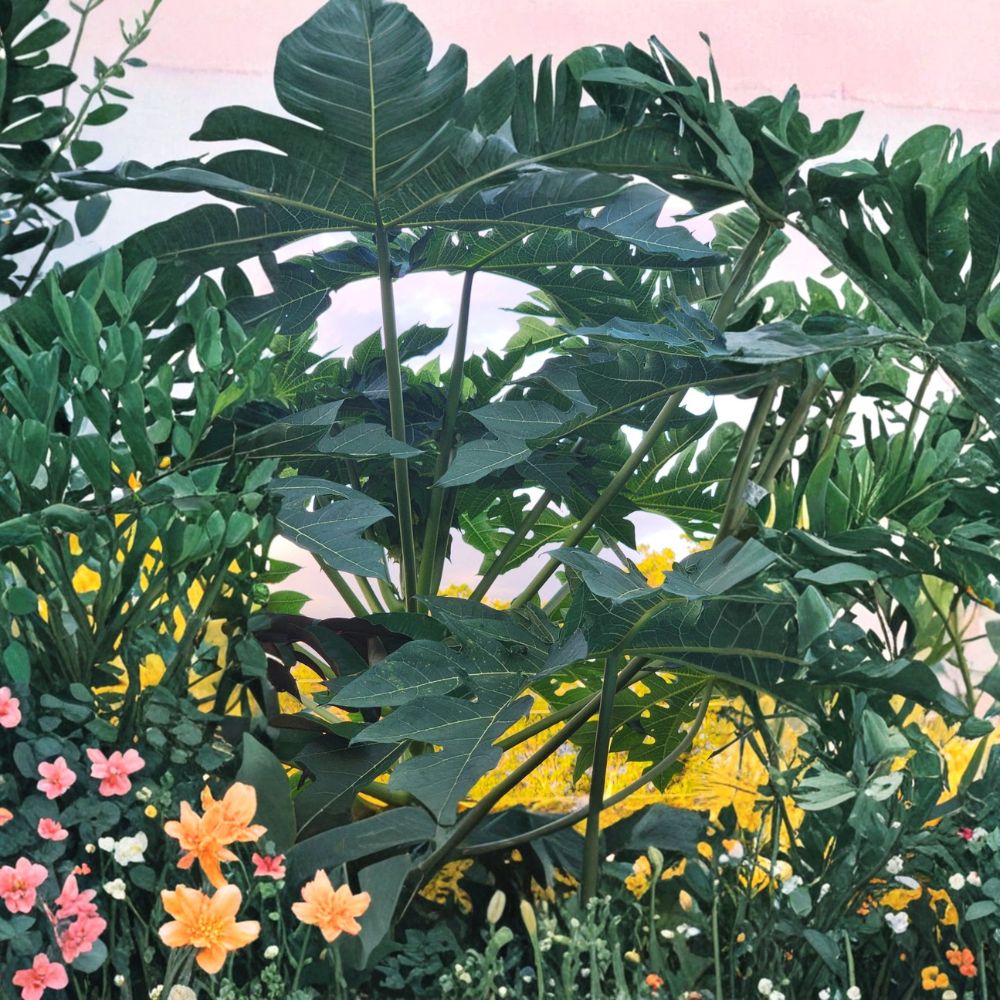 Papaya Tree – Carica papaya Live Plant | 5–10 Inch Tropical Fruit Tree | Sweet Orange Papaya | Fast Growing Organic Plant | Indoor Outdoor