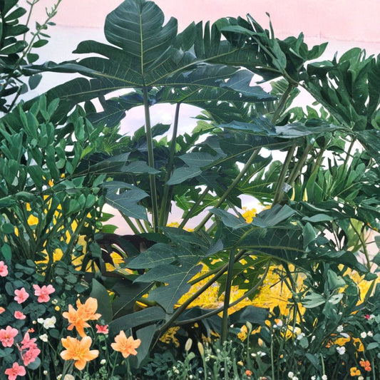 Papaya Tree – Carica papaya Live Plant | 5–10 Inch Tropical Fruit Tree | Sweet Orange Papaya | Fast Growing Organic Plant | Indoor Outdoor