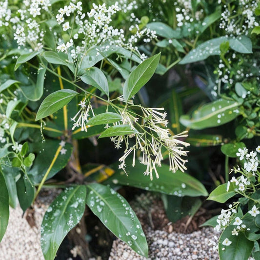Night Blooming Jasmine Live Plant – Cestrum nocturnum 4–6 Inch Starter | Fragrant Night Flowering Plant | Indoor Outdoor Shrub