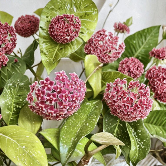 Hoya Pubicalyx – 2 Live Rooted Plants | 4–6 Inches Tall | Bare Root Tropical Houseplants | Easy-Care Indoor Vine | Includes 2 Rooted Plants