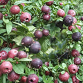Black Velvet Gooseberry – Live Rooted Plant | Gooseberry Worcesterberry Hybrid | Sweet Dessert Berry Shrub | Zones 4–7