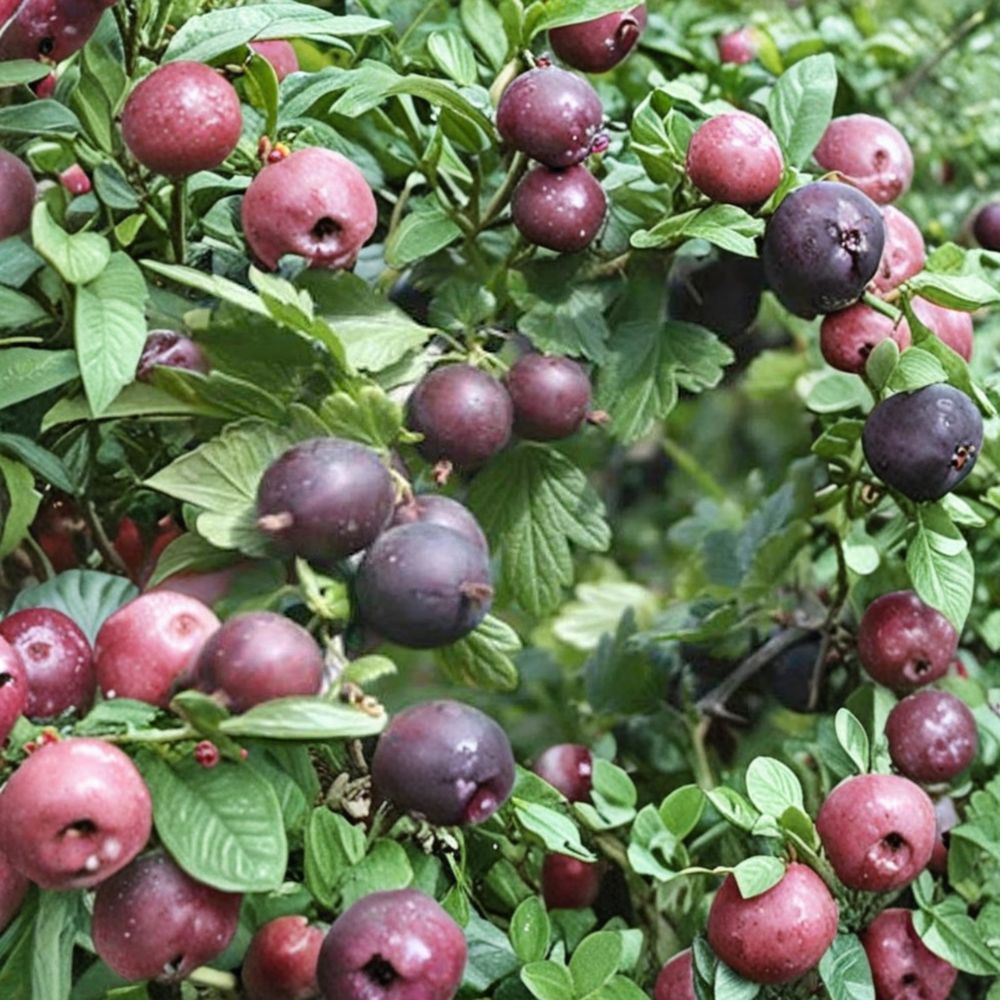 Black Velvet Gooseberry – Live Rooted Plant | Gooseberry Worcesterberry Hybrid | Sweet Dessert Berry Shrub | Zones 4–7