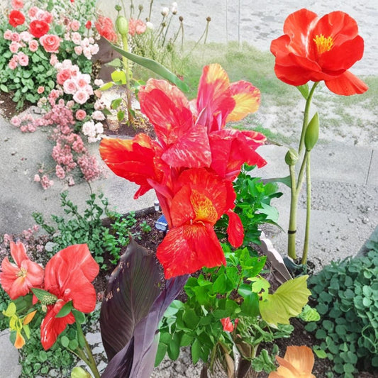 Canna Lily Cleopatra Kaleidoscope – Live Rhizome | 1 Large Rhizome | Red & Orange Flowers | Full Sun Tropical Garden Plant | Fast Growing | Patio & Garden Friendly