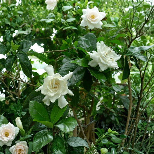 Gardenia Plant Live – Gardenia jasminoides 8 Inch Tall in 4 Inch Pot | Fragrant White Flowering Houseplant | Indoor Outdoor Gardenia