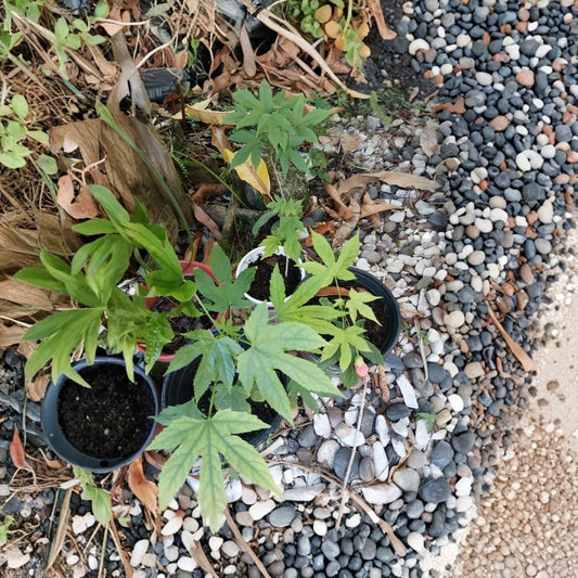 Abutilon Orange Tiger Live Starter Plant | Chinese Lantern Flowering Maple | 4–6 Inches Tall | Orange Blooms | No Pot