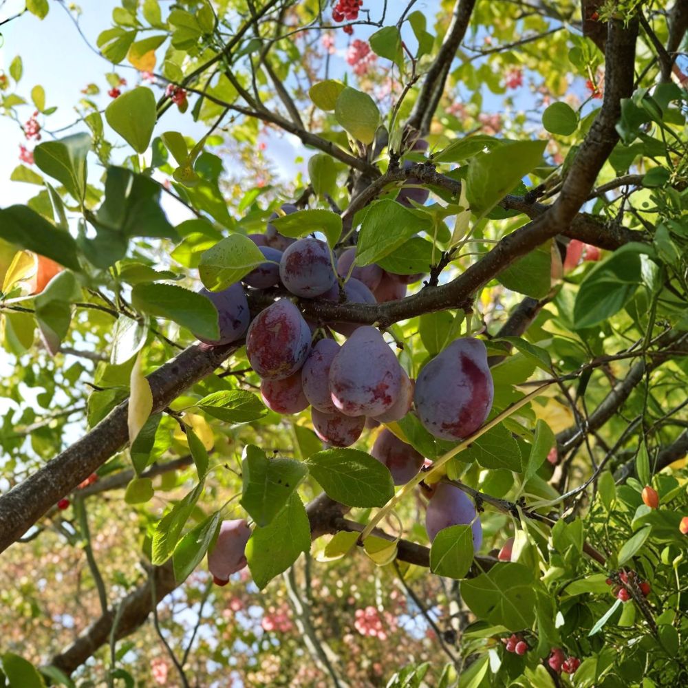 Prune D’Ente 707 Plum Tree – European Plum Live Plant | 3 Ft Tall Potted | Sweet Prune Plum | Self-Fertile Fruit Tree | Ideal for Drying & Baking