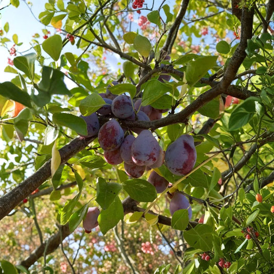 Prune D’Ente 707 Plum Tree – European Plum Live Plant | 3 Ft Tall Potted | Sweet Prune Plum | Self-Fertile Fruit Tree | Ideal for Drying & Baking