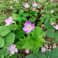Wild Geranium Bare Roots – 10 Geranium Maculatum Cranesbill Roots | Native Woodland Perennial | Shade Garden Friendly | Easy to Grow