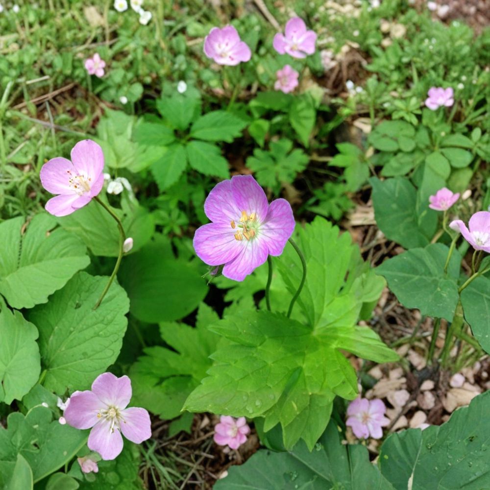 Wild Geranium Bare Roots – 10 Geranium Maculatum Cranesbill Roots | Native Woodland Perennial | Shade Garden Friendly | Easy to Grow