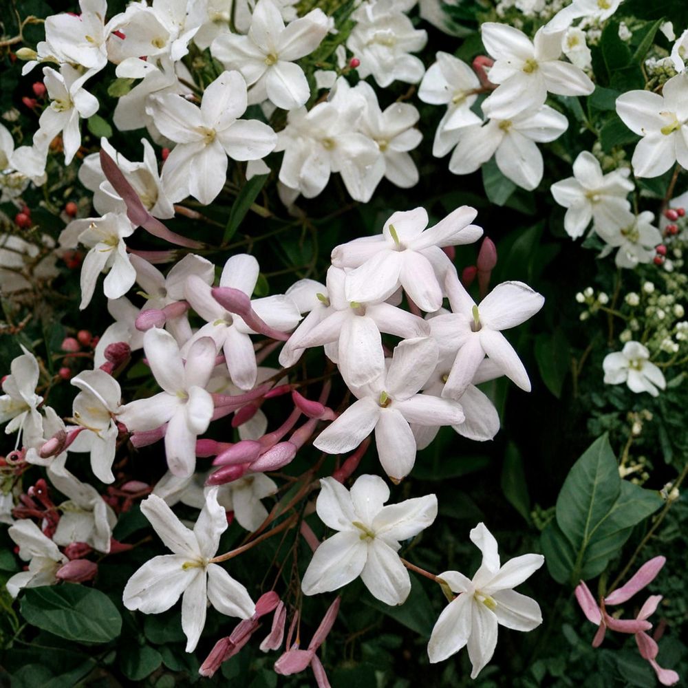 Pink Jasmine Vine Plant – Jasminum polyanthum Live Starter | 6–10 Inches Tall | Fragrant Winter Blooms | Indoor Outdoor Climbing Plant | Trellis Ready
