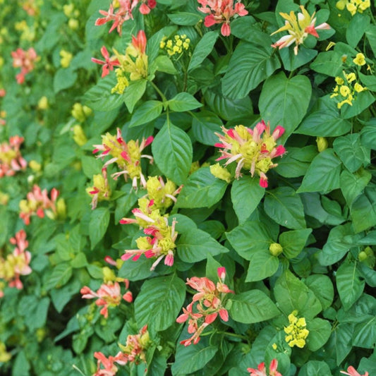 Fruit Cocktail Shrimp Plant – Justicia brandegeana Live Starter Plant | 2–8 Inches Tall | Includes Nursery Pot | Tropical Flowering Plant | Easy to Grow