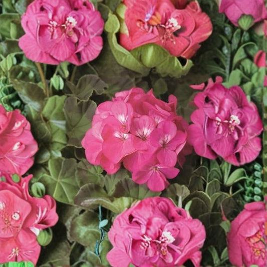 Geranium Pinto Premium Rose Deep – Pelargonium Seeds | 1,000 Seeds | Deep Rose Blooms | Vigorous Garden Variety | Pot & Landscape Friendly | Easy to Grow