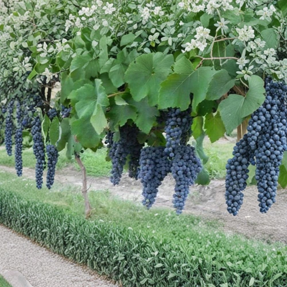 Errante Noir Wine Grape Vine – Live Fruit Vine | 4–6 Feet Tall | Self-Fertile Red Wine Grape | Pierce's Disease Resistant | Easy to Grow Vineyard Plant