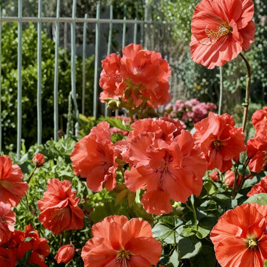 Double Red Orange Geranium Plants – 2 Rooted Pelargonium Starters | Vibrant Live Flowering Plants