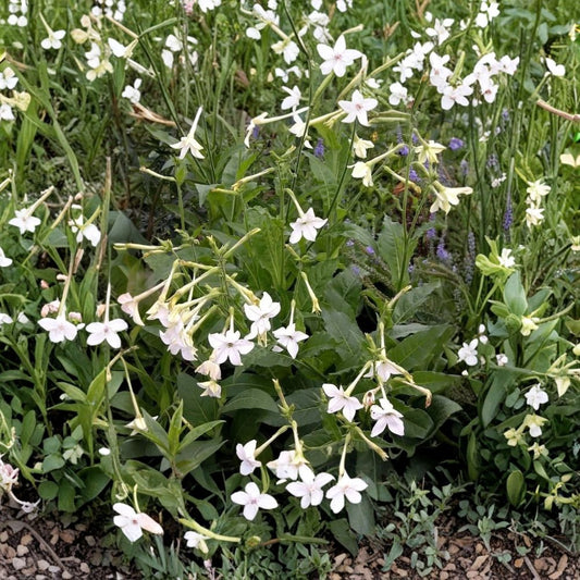 Nicotiana Alata Seeds 20+ – Jasmine Flowering Tobacco | Fragrant Night Blooming Flowers | Ornamental Garden Plant | Easy Grow