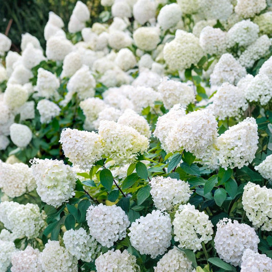 PeeGee Hydrangea – Hydrangea paniculata 'Grandiflora' | Live Bare Root Starter Plant | 6–12 Inch Shrub
