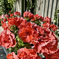 Double Red Orange Geranium Cuttings – 5 Fresh Pelargonium Cuttings for Rooting | Vibrant Flowering Patio & Garden Plants