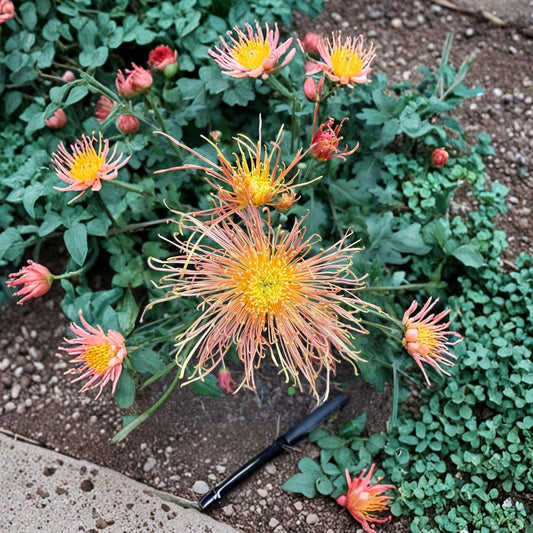 Radiance Chrysanthemum Plant – Chrysanthemum morifolium Live Plant | 4–6 Inch Potted Mum | Large 6 Inch Blooms | Hardy Perennial | 千丝菊