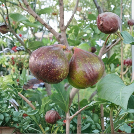 Olympian Fig Tree – Ficus carica Live Plant | 1 Quart Starter | Cold Hardy Purple Fig | Sweet Fruit Tree | Patio & Backyard Friendly