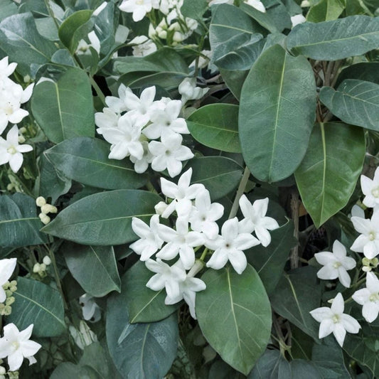 Madagascar Jasmine – Stephanotis floribunda Live Plant | Mature Green Leaf Vine | Fragrant White Blooms | Indoor & Outdoor Climber