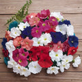 Bravo Mix Petunia Seeds – 50 Pelleted Seeds | Compact Mounding Petunia Flowers for Pots & Window Boxes