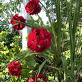 True Red Ivy Geranium Cuttings – 5 Live Pelargonium Plant Starters | 6 Inch Fresh Ivy Geranium Cuttings | Hardy Patio Flower