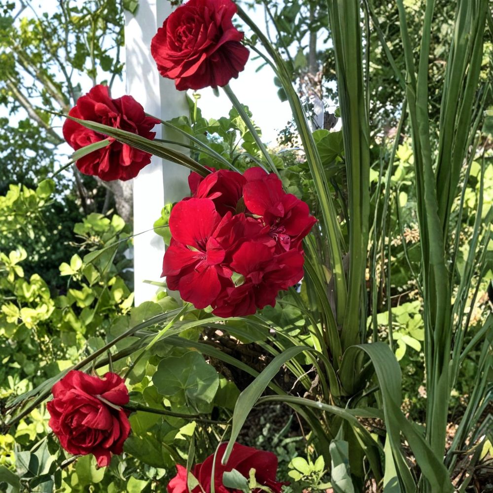 True Red Ivy Geranium Cuttings – 5 Live Pelargonium Plant Starters | 6 Inch Fresh Ivy Geranium Cuttings | Hardy Patio Flower