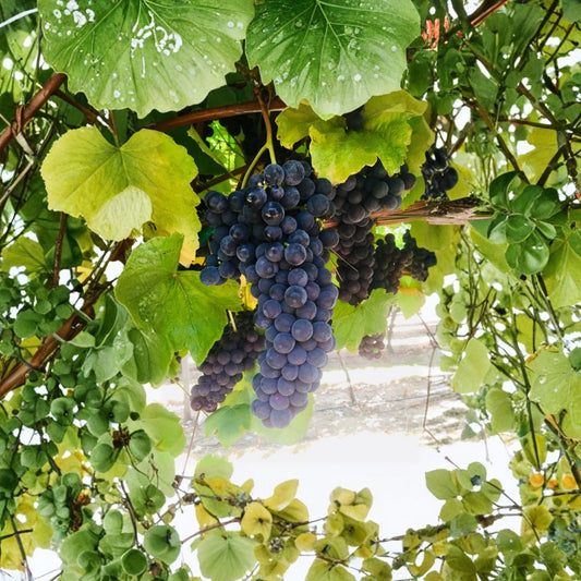 Thomcord Seedless Grape Cuttings – Vitis vinifera x labrusca (5 PCS) | Sweet Table Grape Propagation | DIY Growing Kit | Easy to Root