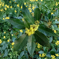 Bay Laurel Seeds – Laurus nobilis Pre-Stratified | 7 Seeds Culinary Herb Tree | Sweet Bay Leaf Plant | Fragrant Evergreen | Easy Grow