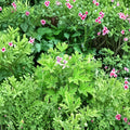 Van Leeni Citrosa Mosquito Plant – Live Pelargonium citrosum Plug | Fragrant Citronella Geranium Starter Plant