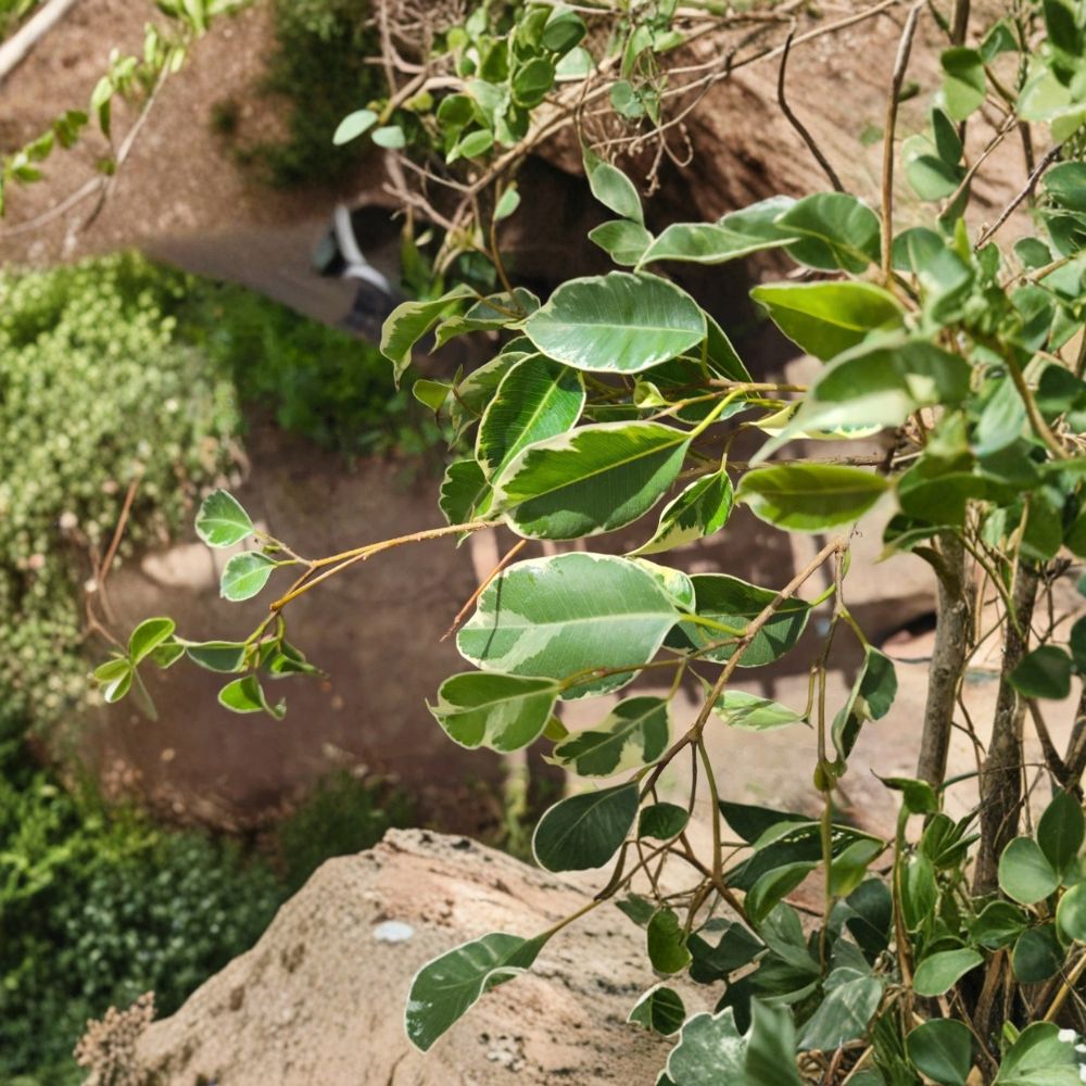 Variegated Weeping Fig – Ficus benjamina Live Plant | Large Rooted Plug | Variegated Houseplant | Easy-Care Indoor Tree