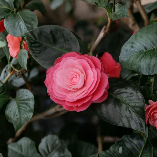 April Kiss Camellia – Camellia japonica Live Rooted Starter Plant | Potted Young Plant | Shade to Partial Sun | Hardy Evergreen Shrub | 1 Plant