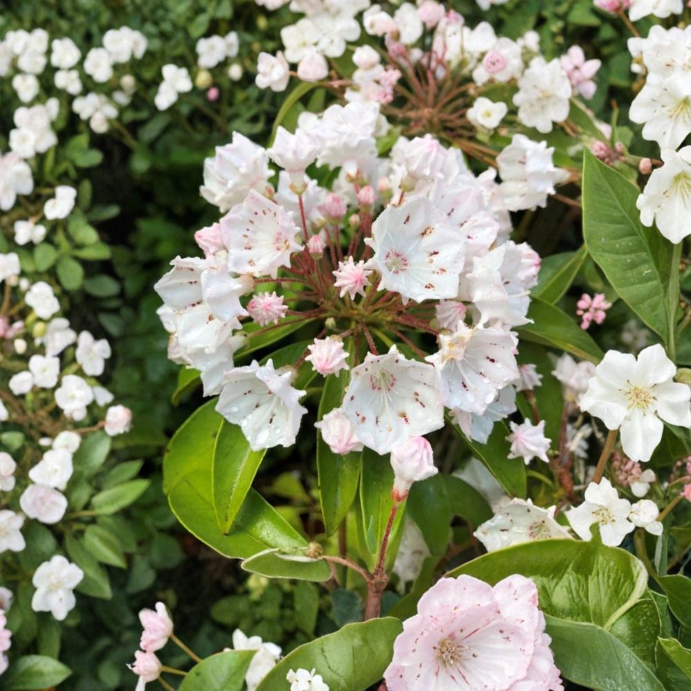 White Mountain Laurel – Live Bare Root Plant | 24 Inches Tall | Hardy Native Flowering Shrub | Easy to Grow